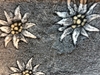 Bild von VETbed  Edelweiss
